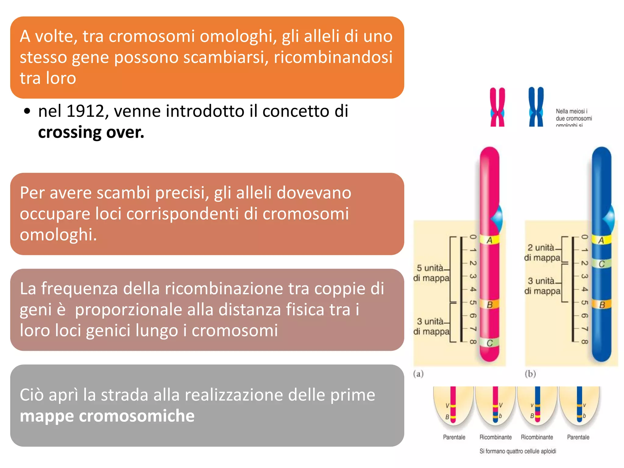 L'ereditarietà E Le Leggi Di Mendel Leggi di Mendel, le eccezioni e le patologie genetiche | PDF