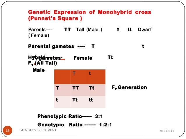 mendels experiment on hybridisation and monohybrid cross monohybrid cross