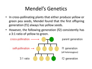 Mendel’s Genetics
• In cross-pollinating plants that either produce yellow or
  green pea seeds, Mendel found that the first offspring
  generation (f1) always has yellow seeds.
• However, the following generation (f2) consistently has
  a 3:1 ratio of yellow to green.




                                         (all heterozygous)
 