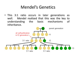 Mendel’s Genetics
• This 3:1 ratio occurs in later generations as
  well. Mendel realized that this was the key to
  understanding the basic mechanisms of
  inheritance.
 