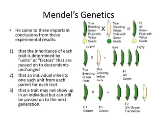 Mendel’s Genetics
• He came to three important
  conclusions from these
  experimental results:

1)   that the inheritance of each
     trait is determined by
     "units" or "factors" that are
     passed on to descendents
     unchanged
2)   that an individual inherits
     one such unit from each
     parent for each trait
3)   that a trait may not show up
     in an individual but can still
     be passed on to the next
     generation.
 