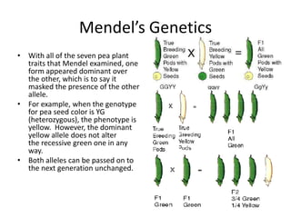Mendel’s Genetics
• With all of the seven pea plant
  traits that Mendel examined, one
  form appeared dominant over
  the other, which is to say it
  masked the presence of the other
  allele.
• For example, when the genotype
  for pea seed color is YG
  (heterozygous), the phenotype is
  yellow. However, the dominant
  yellow allele does not alter
  the recessive green one in any
  way.
• Both alleles can be passed on to
  the next generation unchanged.
 