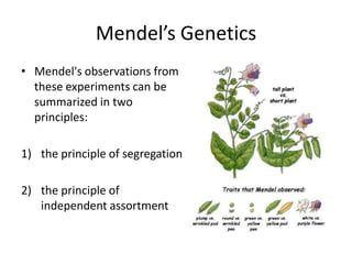 Mendel’s Genetics
• Mendel's observations from
  these experiments can be
  summarized in two
  principles:

1) the principle of segregation

2) the principle of
   independent assortment
 