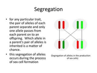 Segregation
• for any particular trait,
  the pair of alleles of each
  parent separate and only
  one allele passes from
  each parent on to an
  offspring. Which allele in
  a parent's pair of alleles is
  inherited is a matter of
  chance.
• this segregation of alleles     (Segregation of alleles in the production
  occurs during the process                       of sex cells)
  of sex cell formation
 