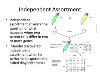 Independent Assortment
• Independent
  assortment answers the
  question of what
  happens when two
  parent cells differ in two
  or more genes
• Mendel discovered
  independent
  assortment when he
  performed experiments
  called dihybrid crosses
 