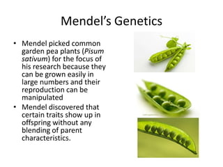 Mendel’s Genetics
• Mendel picked common
  garden pea plants (Pisum
  sativum) for the focus of
  his research because they
  can be grown easily in
  large numbers and their
  reproduction can be
  manipulated
• Mendel discovered that
  certain traits show up in
  offspring without any
  blending of parent
  characteristics.
 