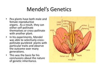 Mendel’s Genetics
• Pea plants have both male and
  female reproductive
  organs. As a result, they can
  either self-pollinate
  themselves or cross-pollinate
  with another plant.
• In his experiments, Mendel
  was able to selectively cross-
  pollinate purebred plants with
  particular traits and observe
  the outcome over many
  generations.
• This was the basis for his
  conclusions about the nature
  of genetic inheritance.
 