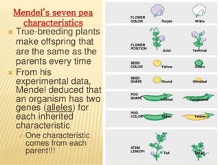 Mendel law