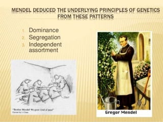 Mendel law