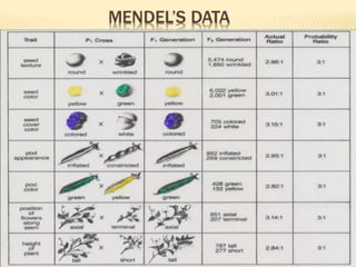 Mendel law