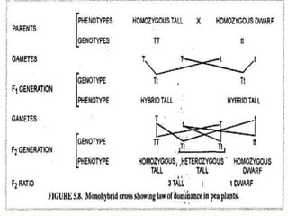 Mendel law