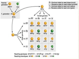 Mendel law
