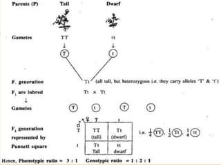 Mendel law