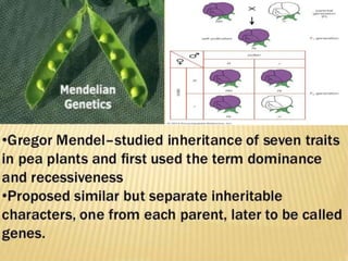 Mendel law