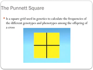 Mendel's Law of Inheritance Power Point Presentation for Senior ...