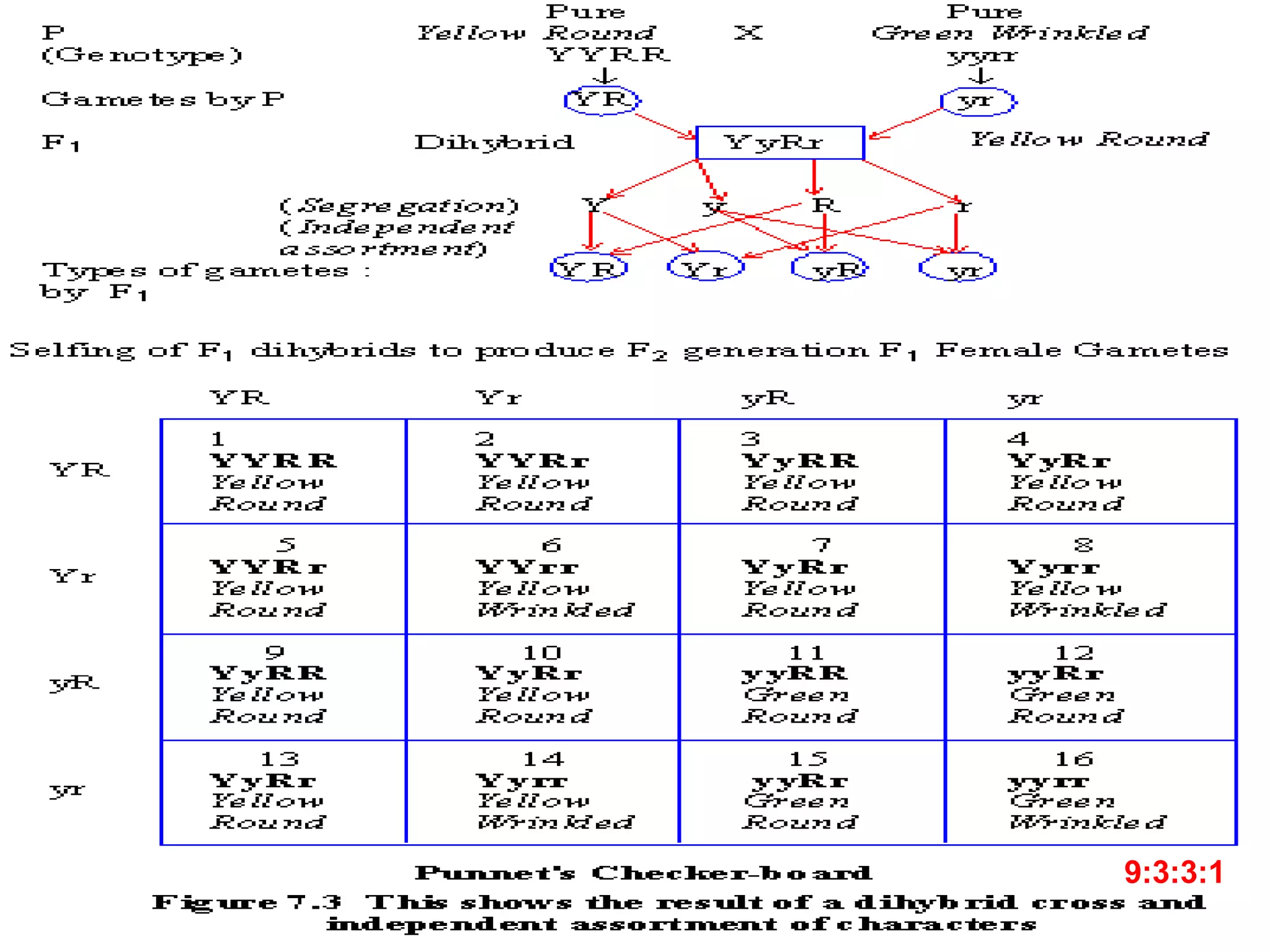 Mendels Laws of Inheritance | PPTX