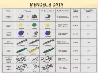 Mendals Set Math Mendels Laws of Inheritance | PPTX