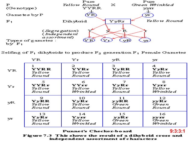 Mendels Laws of Inheritance | PPTX | Gardening | Home & Garden