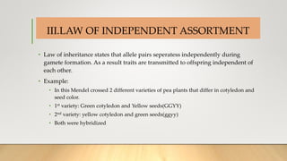 INTRODUCTION
• Law of inheritance states that allele pairs seperatess independently during
gamete formation. As a result traits are transmitted to offspring independent of
each other.
• Example:
• In this Mendel crossed 2 different varieties of pea plants that differ in cotyledon and
seed color.
• 1st variety: Green cotyledon and Yellow seeds(GGYY)
• 2nd variety: yellow cotyledon and green seeds(ggyy)
• Both were hybridized
III.LAW OF INDEPENDENT ASSORTMENT
 
