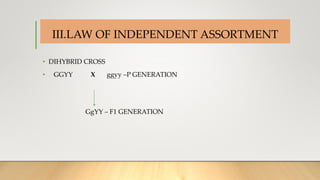 INTRODUCTION
• DIHYBRID CROSS
• GGYY X ggyy –P GENERATION
GgYY – F1 GENERATION
III.LAW OF INDEPENDENT ASSORTMENT
 