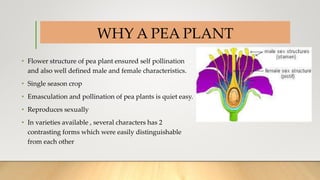 WHY A PEA PLANT
• Flower structure of pea plant ensured self pollination
and also well defined male and female characteristics.
• Single season crop
• Emasculation and pollination of pea plants is quiet easy.
• Reproduces sexually
• In varieties available , several characters has 2
contrasting forms which were easily distinguishable
from each other
 