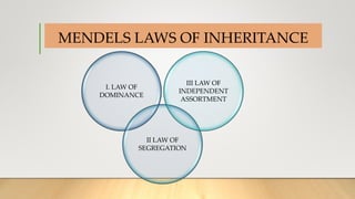 MENDELS LAWS OF INHERITANCE
I. LAW OF
DOMINANCE
II LAW OF
SEGREGATION
III LAW OF
INDEPENDENT
ASSORTMENT
 