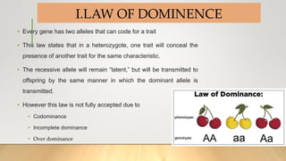 I.LAW OF DOMINENCE
• Every gene has two alleles that can code for a trait
• This law states that in a heterozygote, one trait will conceal the
presence of another trait for the same characteristic.
• The recessive allele will remain “latent,” but will be transmitted to
offspring by the same manner in which the dominant allele is
transmitted.
• However this law is not fully accepted due to
• Codominance
• Incomplete dominance
• Over dominance
 