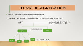II.LAW OF SEGREGATION
• Mendel used 2 different varieties of seed shape.
• He crossed pea plant with round seed with peaplant with wrinkled seed
WW ww –PARENT (P1)
F1 GENERATION
Ww Ww
WW
ww
Ww
Ww
-F2 GENERATION
 
