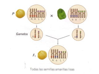 Codominante Mendel y la genética | PPT