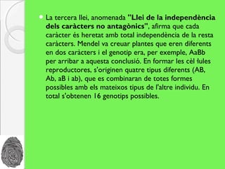  La tercera llei, anomenada "Llei de la independència
  dels caràcters no antagònics", afirma que cada
  caràcter és heretat amb total independència de la resta
  caràcters. Mendel va creuar plantes que eren diferents
  en dos caràcters i el genotip era, per exemple, AaBb
  per arribar a aquesta conclusió. En formar les cèl·lules
  reproductores, s'originen quatre tipus diferents (AB,
  Ab, aB i ab), que es combinaran de totes formes
  possibles amb els mateixos tipus de l'altre individu. En
  total s'obtenen 16 genotips possibles.
 