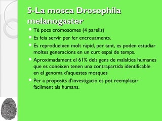 5-La mosca Drosophila
melanogaster
 Té  pocs cromosomes (4 parells)
 Es feia servir per fer encreuaments.
 Es reprodueixen molt ràpid, per tant, es poden estudiar
  moltes generacions en un curt espai de temps.
 Aproximadament el 61% dels gens de malalties humanes
  que es coneixen tenen una contrapartida identificable
  en el genoma d’aquestes mosques
 Per a proposits d’investigació es pot reemplaçar
  fàcilment als humans.
 