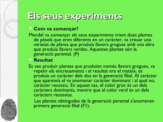 Els seus experiments
 Com    va començar?
Mendel va començar els seus experiments triant dues plantes
  de pèsols que eren diferents en un caràcter, va creuar una
  varietat de planta que produïa llavors grogues amb una altra
  que produïa llavors verdes. Aquestes plantes són la
  generació parental. (P)
 Resultat
Es van produir plantes que produïen només llavors grogues, va
  repetir els encreuaments i el resultat era el mateix, es
  produïa un caràcter dels dos en la generació filial. Al caràcter
  que apareixia el va anomenar caràcter dominant i al qual no,
  caràcter recessiu. En aquest cas, el color groc és un dels
  caràcters dominants, mentre que el color verd és un dels
  caràcters recessius.
   Les plantes obtingudes de la generació parental s'anomenen
  primera generació filial (F1).
 