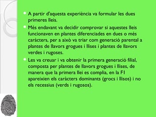 A   partir d'aquesta experiència va formular les dues
  primeres lleis.
 Més endavant va decidir comprovar si aquestes lleis
  funcionaven en plantes diferenciades en dues o més
  caràcters, per a això va triar com generació parental a
  plantes de llavors grogues i llises i plantes de llavors
  verdes i rugoses.
 Les va creuar i va obtenir la primera generació filial,
  composta per plantes de llavors grogues i llises, de
  manera que la primera llei es complia, en la F1
  apareixien els caràcters dominants (grocs i llisos) i no
  els recessius (verds i rugosos).
 