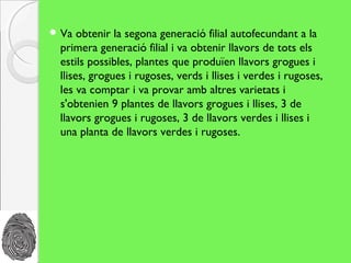  Va  obtenir la segona generació filial autofecundant a la
 primera generació filial i va obtenir llavors de tots els
 estils possibles, plantes que produïen llavors grogues i
 llises, grogues i rugoses, verds i llises i verdes i rugoses,
 les va comptar i va provar amb altres varietats i
 s'obtenien 9 plantes de llavors grogues i llises, 3 de
 llavors grogues i rugoses, 3 de llavors verdes i llises i
 una planta de llavors verdes i rugoses.
 