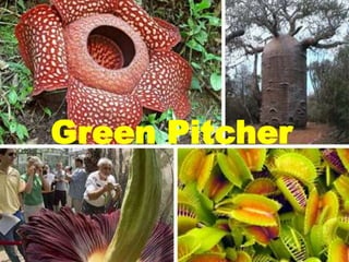 Green Pitcher
 