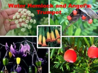 Water Hemlock and Angel’s
Trumpet
 