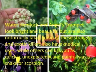 Water Hemlock and Angel’s Trumpet
look bright and beautiful but are also
notorously fatal. Some of these strange
and exotic killers also have medical
uses, while others can kill you as
quickly, unexpectedly and painfully as a
snake or scorpion.
 