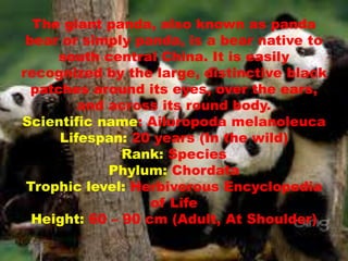 The giant panda, also known as panda
bear or simply panda, is a bear native to
south central China. It is easily
recognized by the large, distinctive black
patches around its eyes, over the ears,
and across its round body.
Scientific name: Ailuropoda melanoleuca
Lifespan: 20 years (In the wild)
Rank: Species
Phylum: Chordata
Trophic level: Herbivorous Encyclopedia
of Life
Height: 60 – 90 cm (Adult, At Shoulder)
 