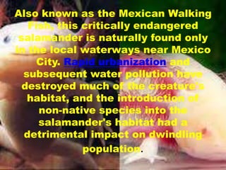 Also known as the Mexican Walking
Fish, this critically endangered
salamander is naturally found only
in the local waterways near Mexico
City. Rapid urbanization and
subsequent water pollution have
destroyed much of the creature's
habitat, and the introduction of
non-native species into the
salamander's habitat had a
detrimental impact on dwindling
population.
 