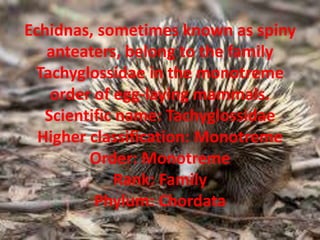 Echidnas, sometimes known as spiny
anteaters, belong to the family
Tachyglossidae in the monotreme
order of egg-laying mammals.
Scientific name: Tachyglossidae
Higher classification: Monotreme
Order: Monotreme
Rank: Family
Phylum: Chordata
 