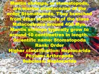 Mantis shrimps, or stomatopods,
are marine crustaceans of the
order Stomatopoda. They branched
from other members of the class
Malacostraca around 400 Mya.
Mantis shrimps typically grow to
around 10 centimetres in length.
Scientific name: Stomatopoda
Rank: Order
Higher classification: Hoplocarida
Phylum: Arthropoda
Subclass: Hoplocarida
 