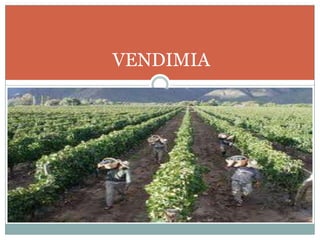 VENDIMIA