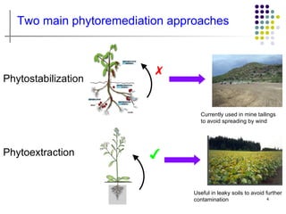 Two main phytoremediation approaches



                          ✗
Phytostabilization


                                    Currently used in mine tailings
                                    to avoid spreading by wind




Phytoextraction          ✔

                                 Useful in leaky soils to avoid further
                                 contamination                   4
 