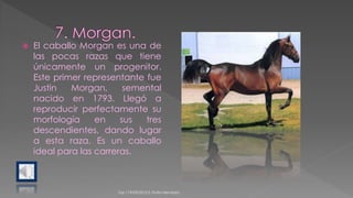  El caballo Morgan es una de
las pocas razas que tiene
únicamente un progenitor.
Este primer representante fue
Justin Morgan, semental
nacido en 1793. Llegó a
reproducir perfectamente su
morfología en sus tres
descendientes, dando lugar
a esta raza. Es un caballo
ideal para las carreras.
Top 119/03/2015 0 /Sofia Mendoza
 
