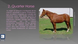 Top119/03/20150/SofiaMendoza
Su origen se remonta a la llegada de los
colonos españoles a tierras americanas,
que acudieron cargados de caballos de
diferentes razas. Más tarde, durante la
conquista fueron dejados en libertad,
originando caballos salvajes que fueron
domesticados por los nativos
americanos. Trabajaban en las granjas
donde se les utilizaba para tirar de
carros. Esta raza también es conocida
por su fuerte aceleración en distancias
cortas.
 