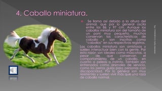  Se llama así debido a la altura del
animal, que por lo general oscila
entre los 86 y 97 cm. Aunque los
caballos miniatura son del tamaño de
un poni muy pequeño, muchos
conservan las características de
caballo y son inscritos como
“caballos” en sus respectivos registros.
Los caballos miniatura son amistosos y
suelen interactuar bien con la gente. Por
esta razón son ideales como mascotas, a
pesar de que conservan el
comportamiento de un caballo, en
cuanto a peleas o instinto. También son
entrenados como animales de servicio,
como los perros guías para personas con
discapacidad. Por lo general son muy
resistentes y suelen vivir más que una raza
de caballo normal.
Top119/03/20150/SofiaMendoza
 