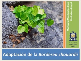 MontserratMendozaMartínez
Fisiologíaambiental
Adaptación de la Borderea chouardii
 