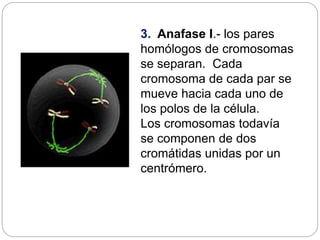 3. Anafase I.- los pares
homólogos de cromosomas
se separan. Cada
cromosoma de cada par se
mueve hacia cada uno de
los pol...