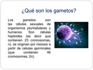 ¿Qué son los gametos?
Los gametos son
las células sexuales de
organismos pluricelulares y
humanos. Son células
haploides (...