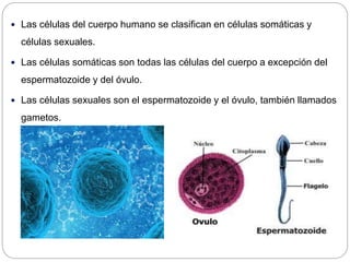  Las células del cuerpo humano se clasifican en células somáticas y
células sexuales.
 Las células somáticas son todas l...